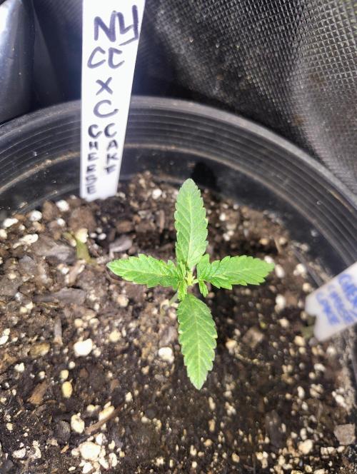 NY CHEESECAKE X CHERRY CHEESECAKE. Week 3
