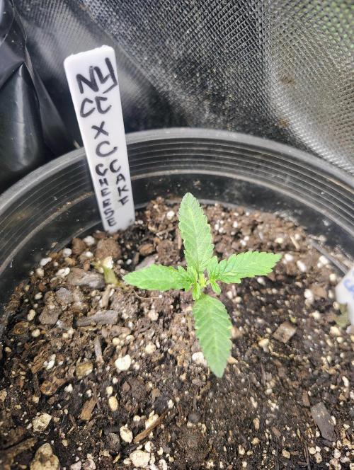 NY CHEESECAKE X CHERRY CHEESECAKE. Week 3