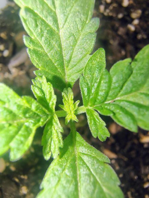 NY CHEESECAKE X CHERRY CHEESECAKE. Week 3