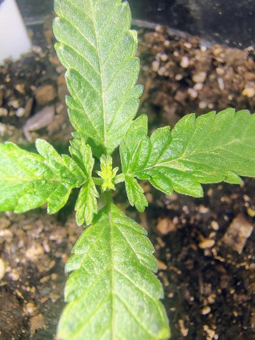 NY CHEESECAKE X CHERRY CHEESECAKE. Week 3