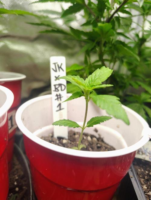 Jedi Kandi X Blue Dream. Week 3