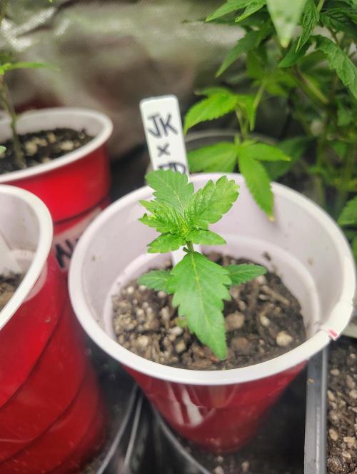 Jedi Kandi X Blue Dream. Week 3