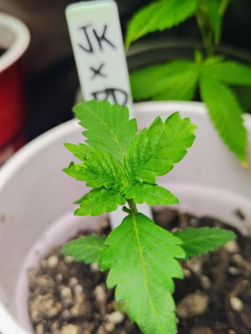 Jedi Kandi X Blue Dream. Week 3