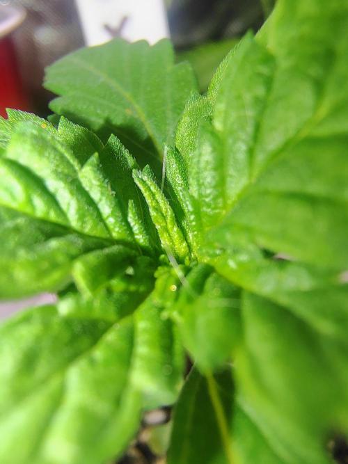 Jedi Kandi X Blue Dream. Week 3