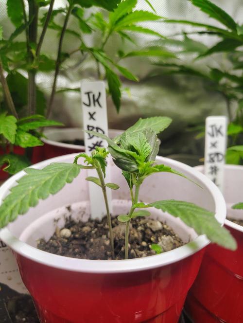 Jedi Kandi X Blue Dream. Week 3