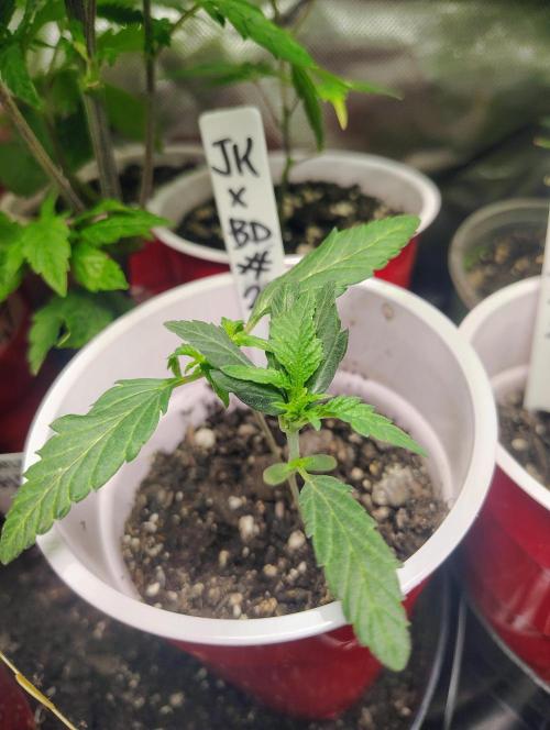 Jedi Kandi X Blue Dream. Week 3