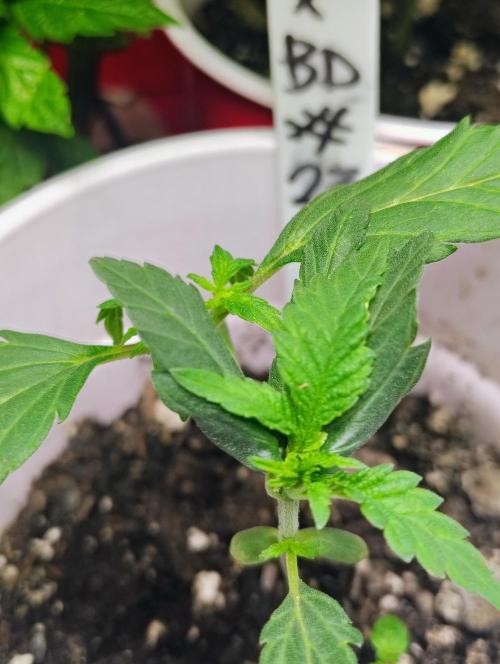 Jedi Kandi X Blue Dream. Week 3