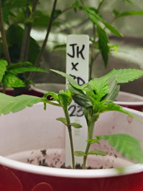 Jedi Kandi X Blue Dream. Week 3