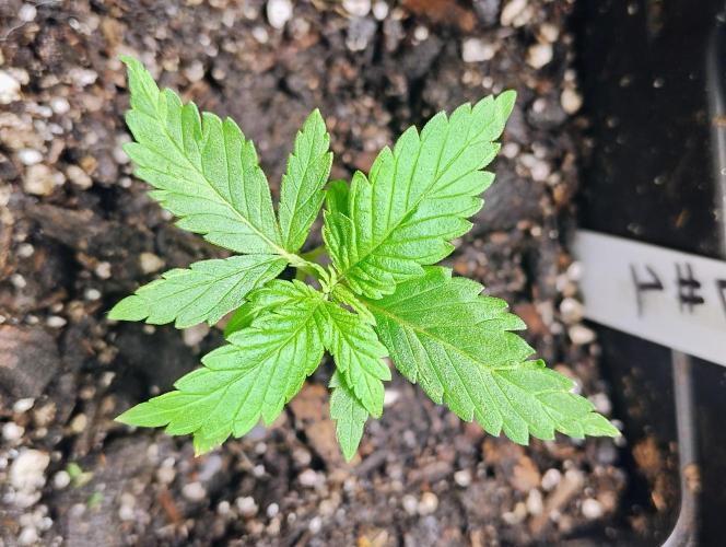 Trop Cookies X Melonade. Week 3