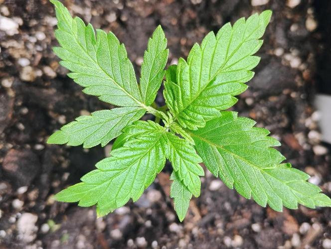 Trop Cookies X Melonade. Week 3