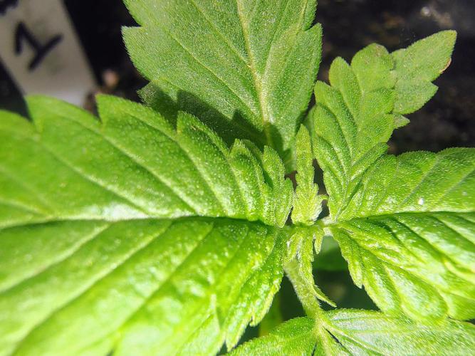 Trop Cookies X Melonade. Week 3