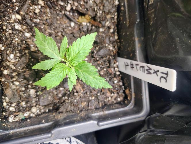 Trop Cookies X Melonade. Week 3