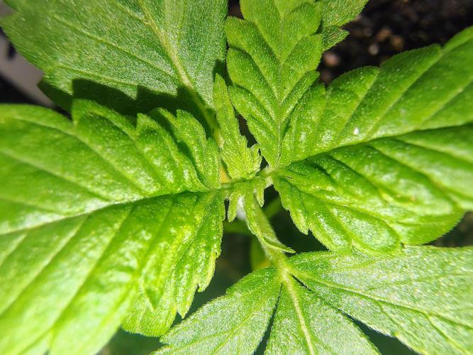 Trop Cookies X Melonade. Week 3