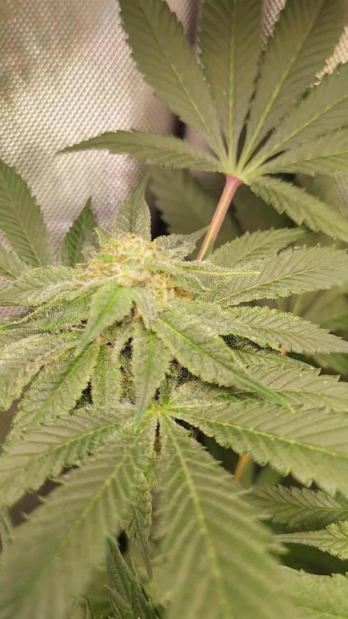 No Training Wheels by TerpFi3nd