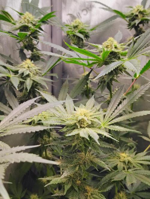 No Training Wheels by TerpFi3nd. Week 13