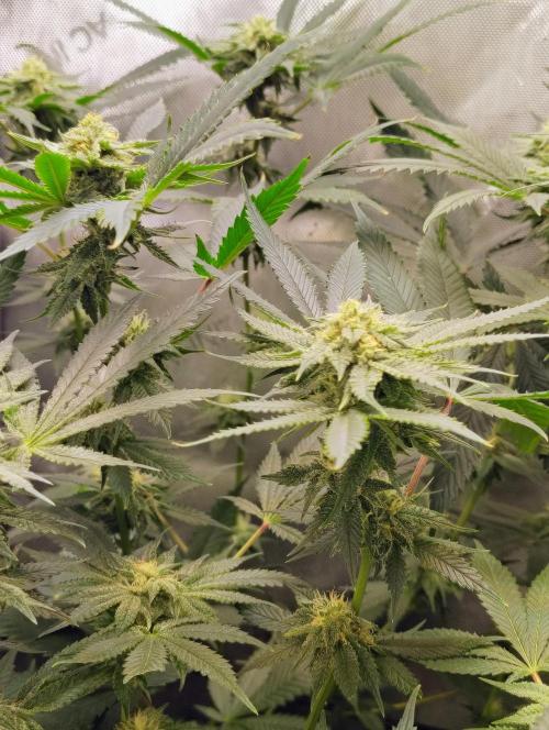 No Training Wheels by TerpFi3nd. Week 13