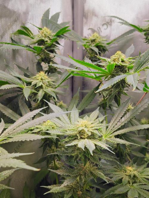 No Training Wheels by TerpFi3nd. Week 13