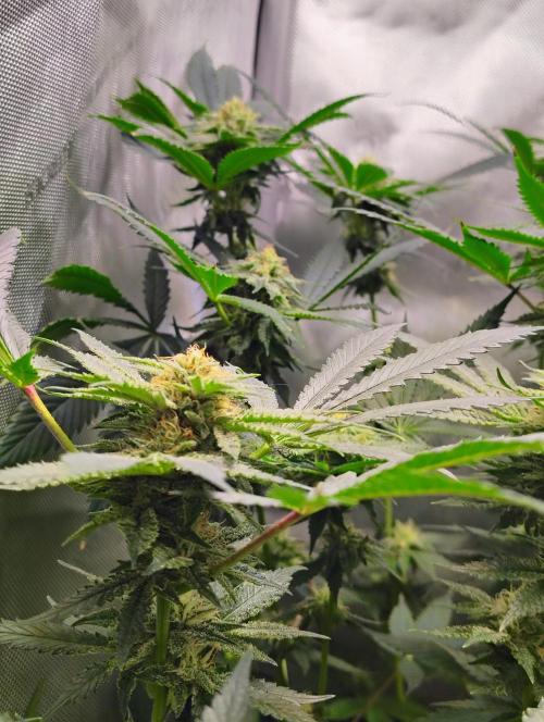 No Training Wheels by TerpFi3nd. Week 13