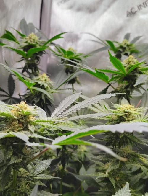 No Training Wheels by TerpFi3nd. Week 13