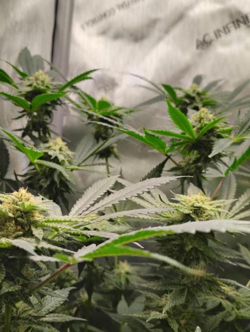 No Training Wheels by TerpFi3nd. Week 13