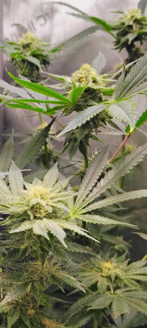 No Training Wheels by TerpFi3nd. Week 13