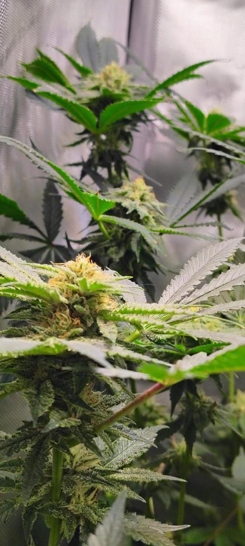 No Training Wheels by TerpFi3nd. Week 13