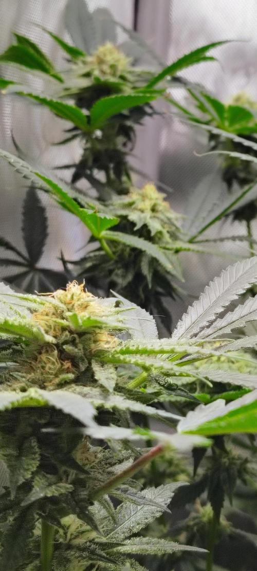 No Training Wheels by TerpFi3nd. Week 13