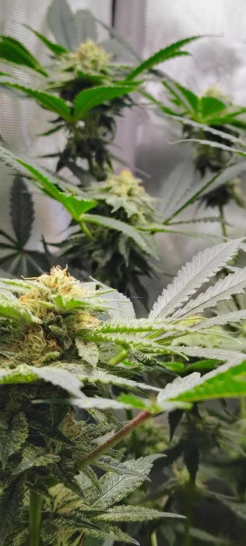 No Training Wheels by TerpFi3nd. Week 13