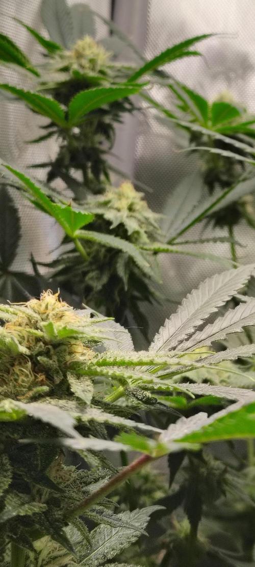 No Training Wheels by TerpFi3nd. Week 13