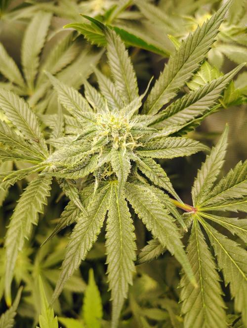 No Training Wheels by TerpFi3nd. Week 13