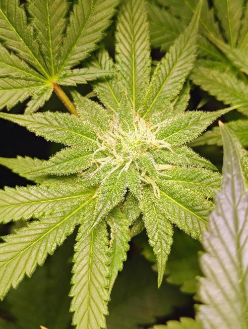 No Training Wheels by TerpFi3nd. Week 13