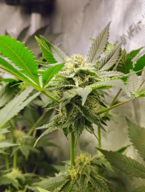 No Training Wheels by TerpFi3nd. Week 13