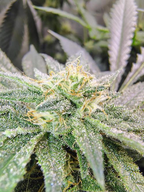 No Training Wheels by TerpFi3nd. Week 13