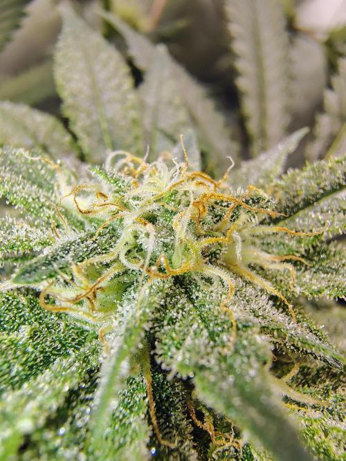 No Training Wheels by TerpFi3nd. Week 13