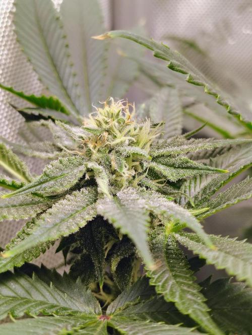 No Training Wheels by TerpFi3nd. Week 13