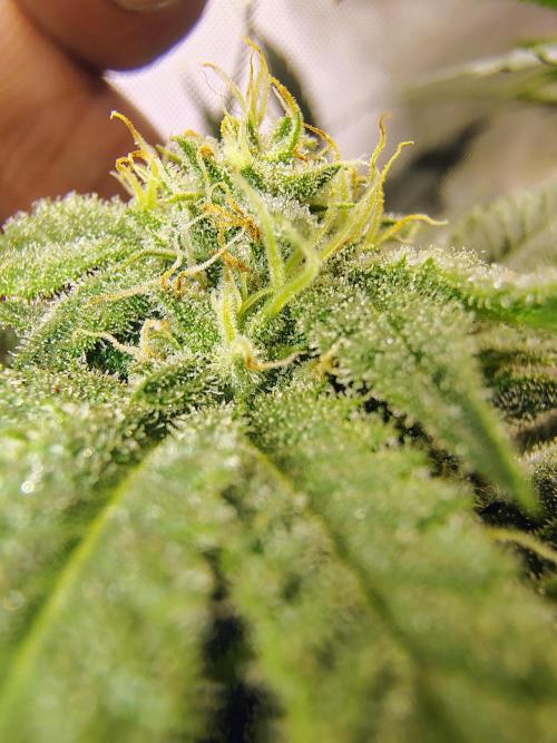 No Training Wheels by TerpFi3nd. Week 13