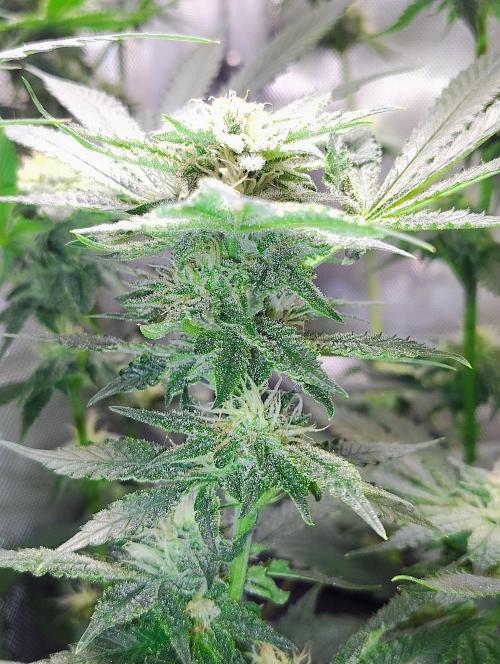 No Training Wheels by TerpFi3nd. Week 13