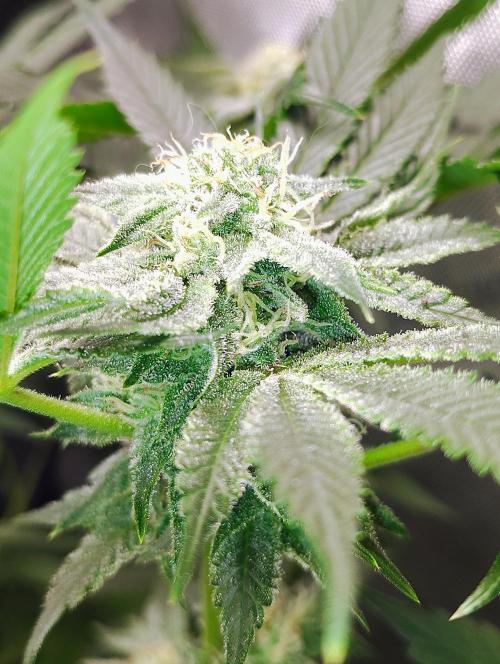 No Training Wheels by TerpFi3nd. Week 13