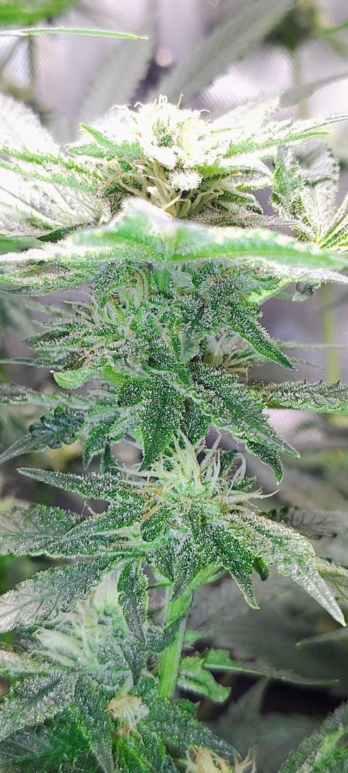 No Training Wheels by TerpFi3nd. Week 13