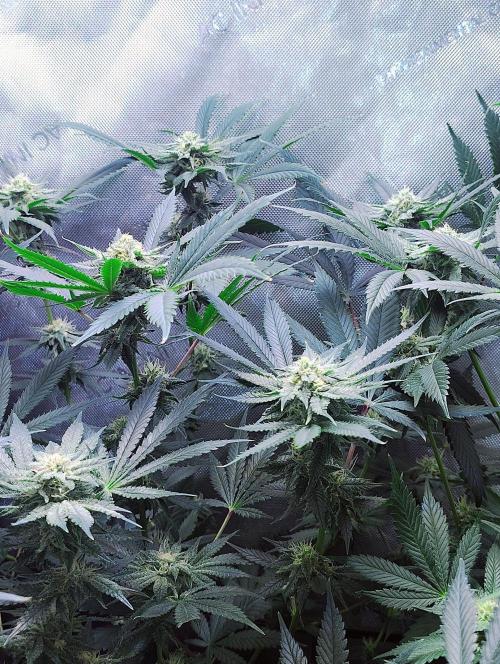 No Training Wheels by TerpFi3nd. Week 13