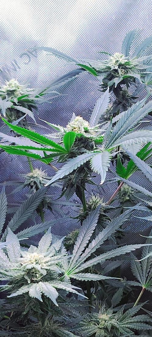 No Training Wheels by TerpFi3nd. Week 13