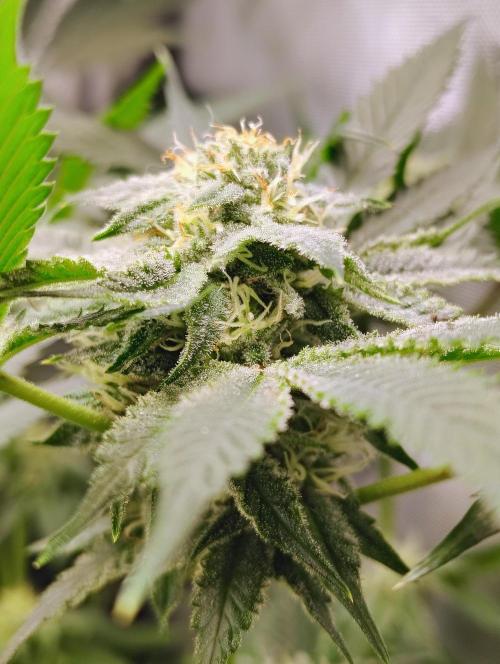 No Training Wheels by TerpFi3nd. Week 13