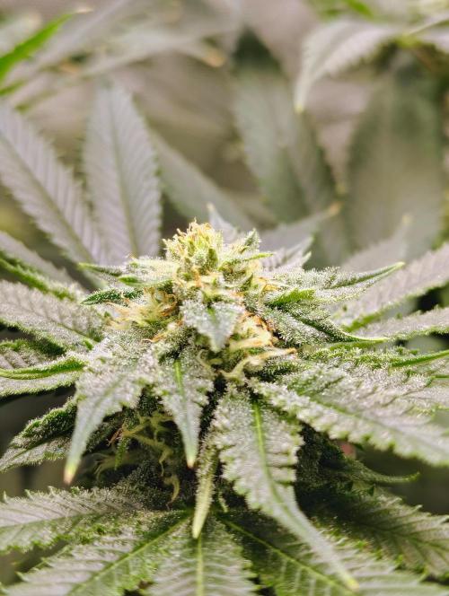 No Training Wheels by TerpFi3nd. Week 13