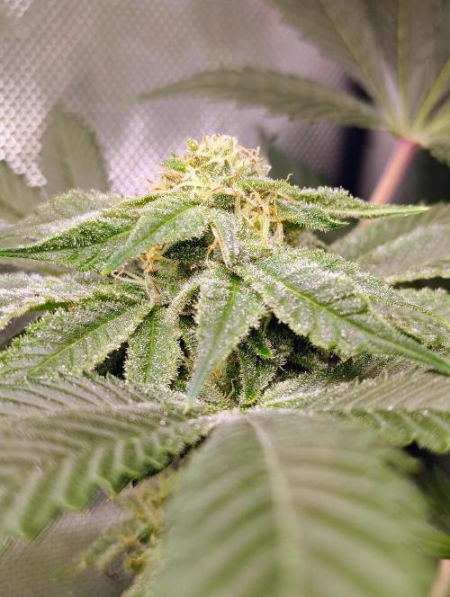 No Training Wheels by TerpFi3nd. Week 13