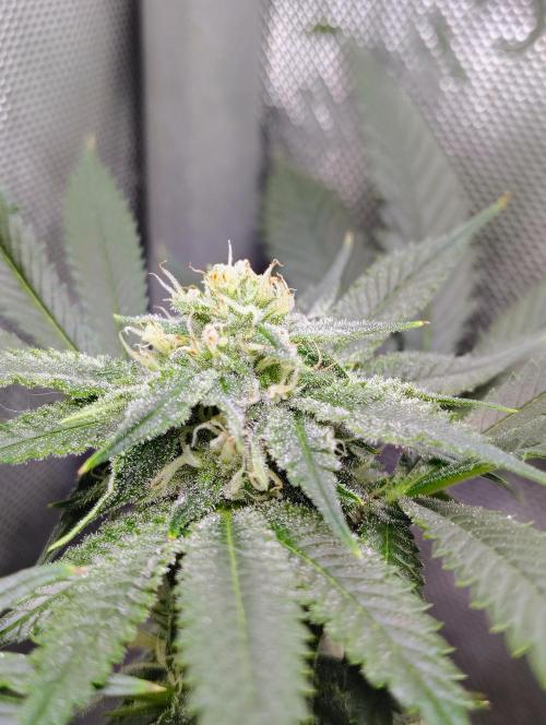 No Training Wheels by TerpFi3nd. Week 13