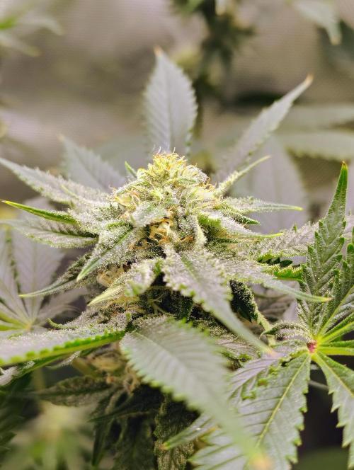 No Training Wheels by TerpFi3nd. Week 13