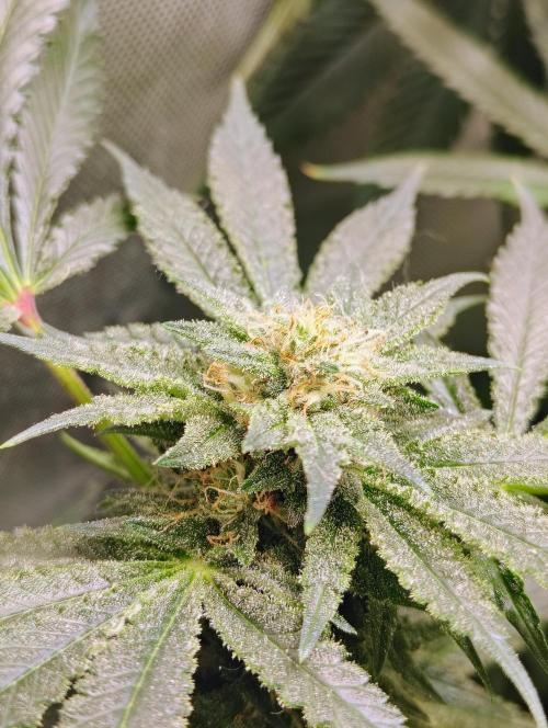 No Training Wheels by TerpFi3nd. Week 13