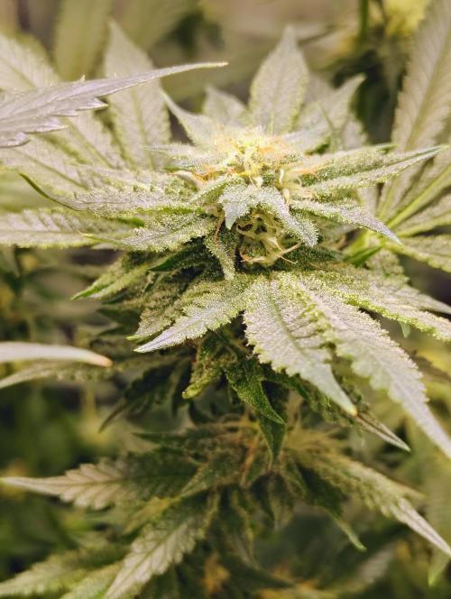 No Training Wheels by TerpFi3nd. Week 13