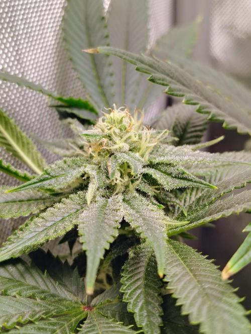 No Training Wheels by TerpFi3nd. Week 13