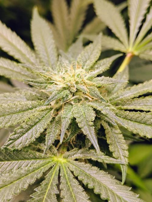 No Training Wheels by TerpFi3nd. Week 13